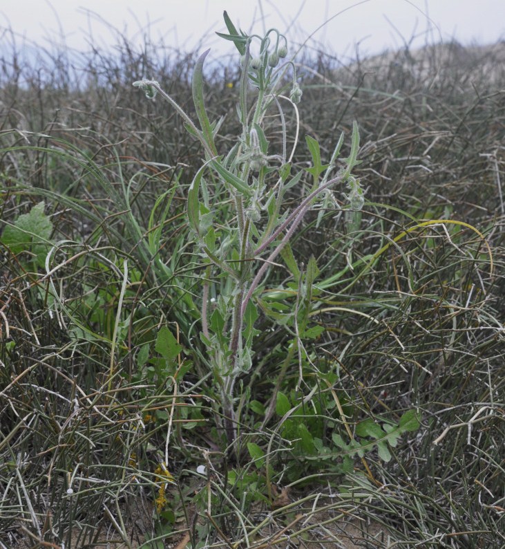 Изображение особи род Crepis.