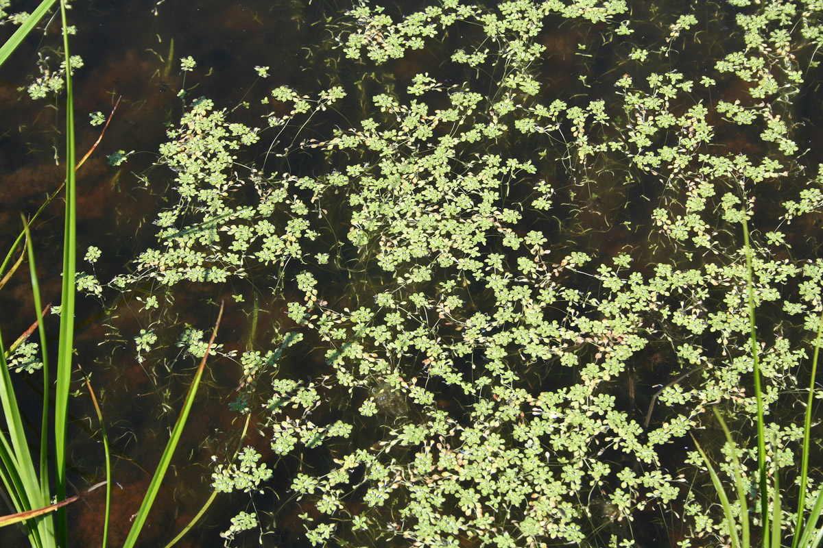 Изображение особи Callitriche palustris.