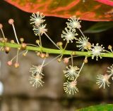 Codiaeum variegatum. Часть соцветия с бутонами и тычиночыми цветками. Таиланд, о-в Пхукет, ботанический сад. 16.01.2017.