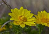 Adonis vernalis. Цветок. Молдова, Кишинев, Ботанический сад АН Молдовы. 10.04.2017.