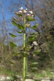 Microthlaspi perfoliatum
