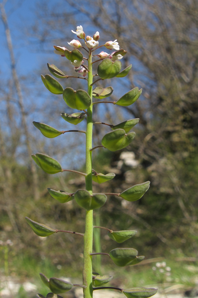 Image of Microthlaspi perfoliatum specimen.