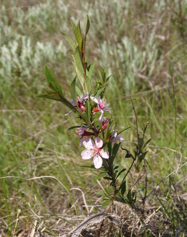 Изображение особи Amygdalus nana.