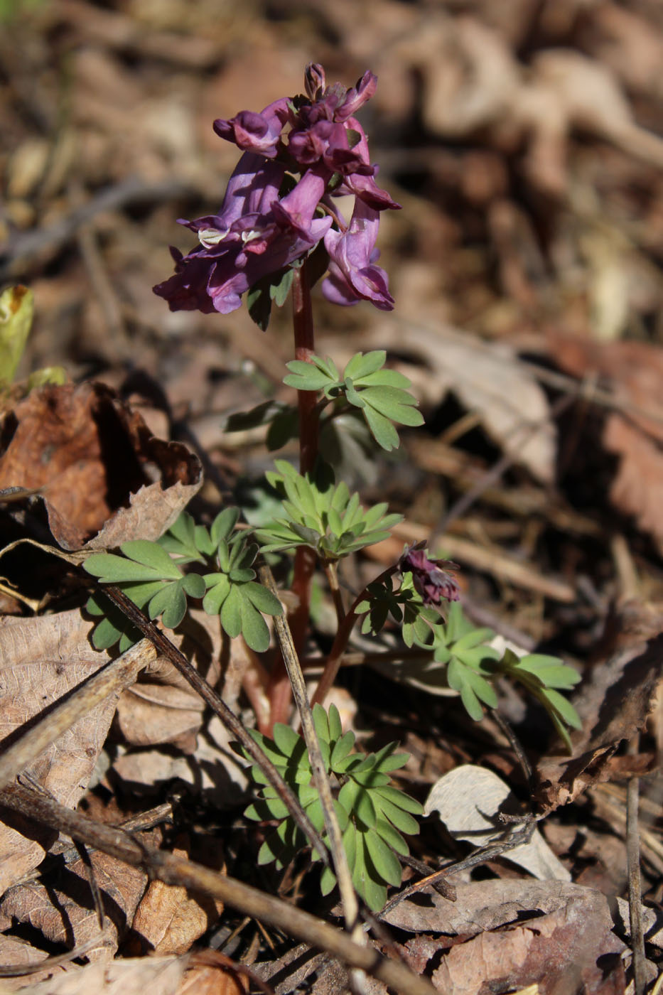 Image of Corydalis solida specimen.