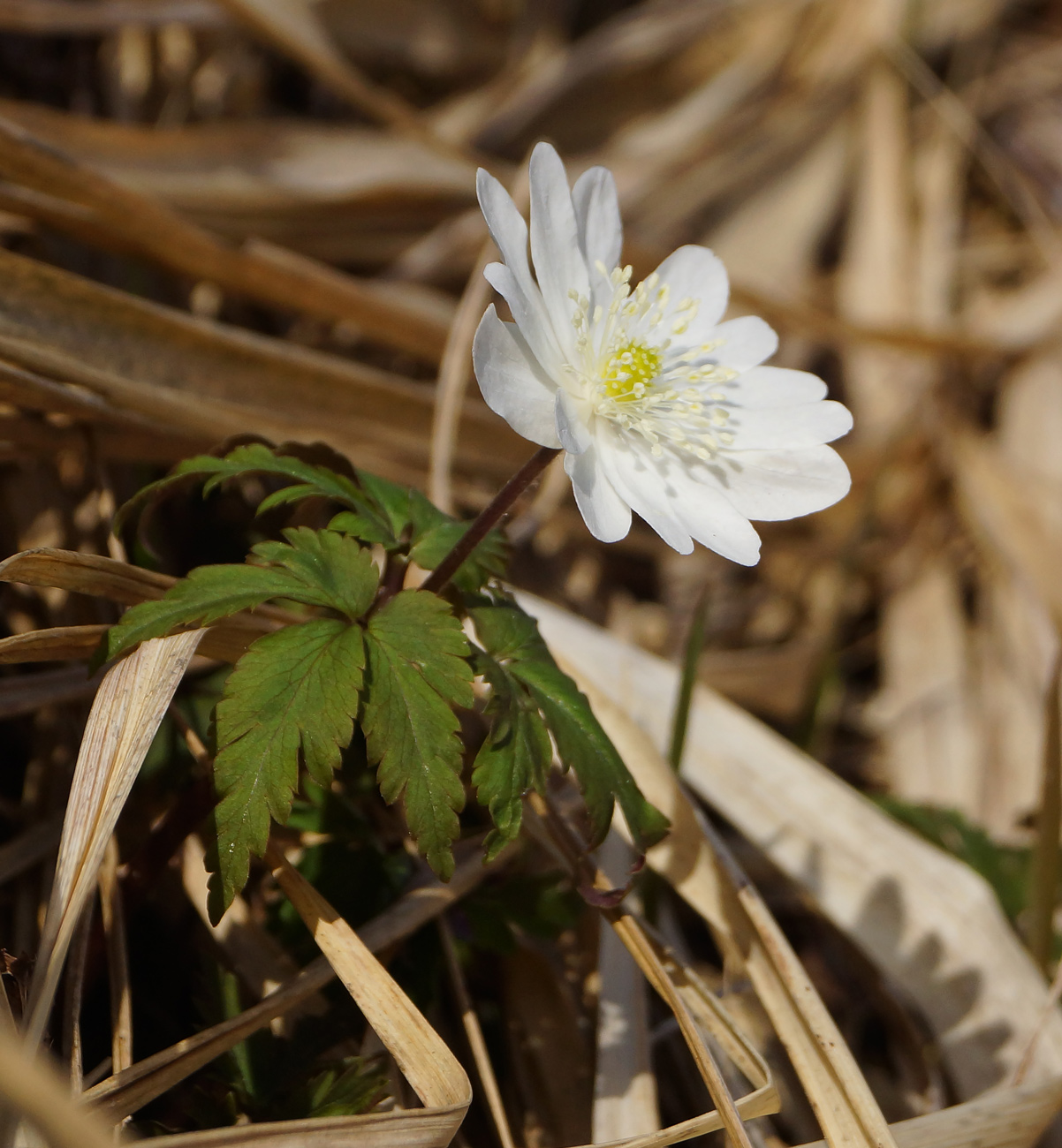 Изображение особи Anemone altaica.