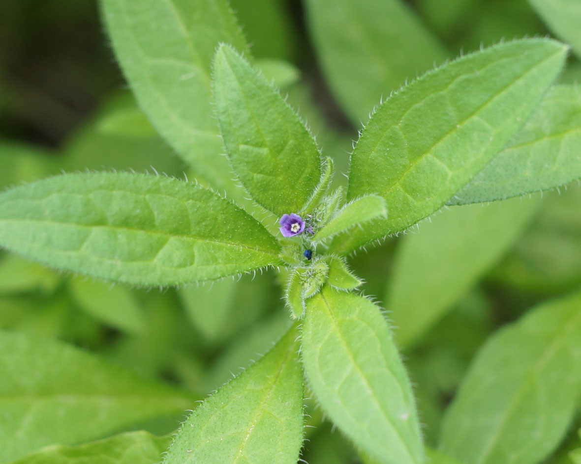 Image of Asperugo procumbens specimen.