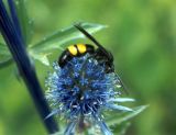 Eryngium planum