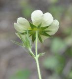 Potentilla recta