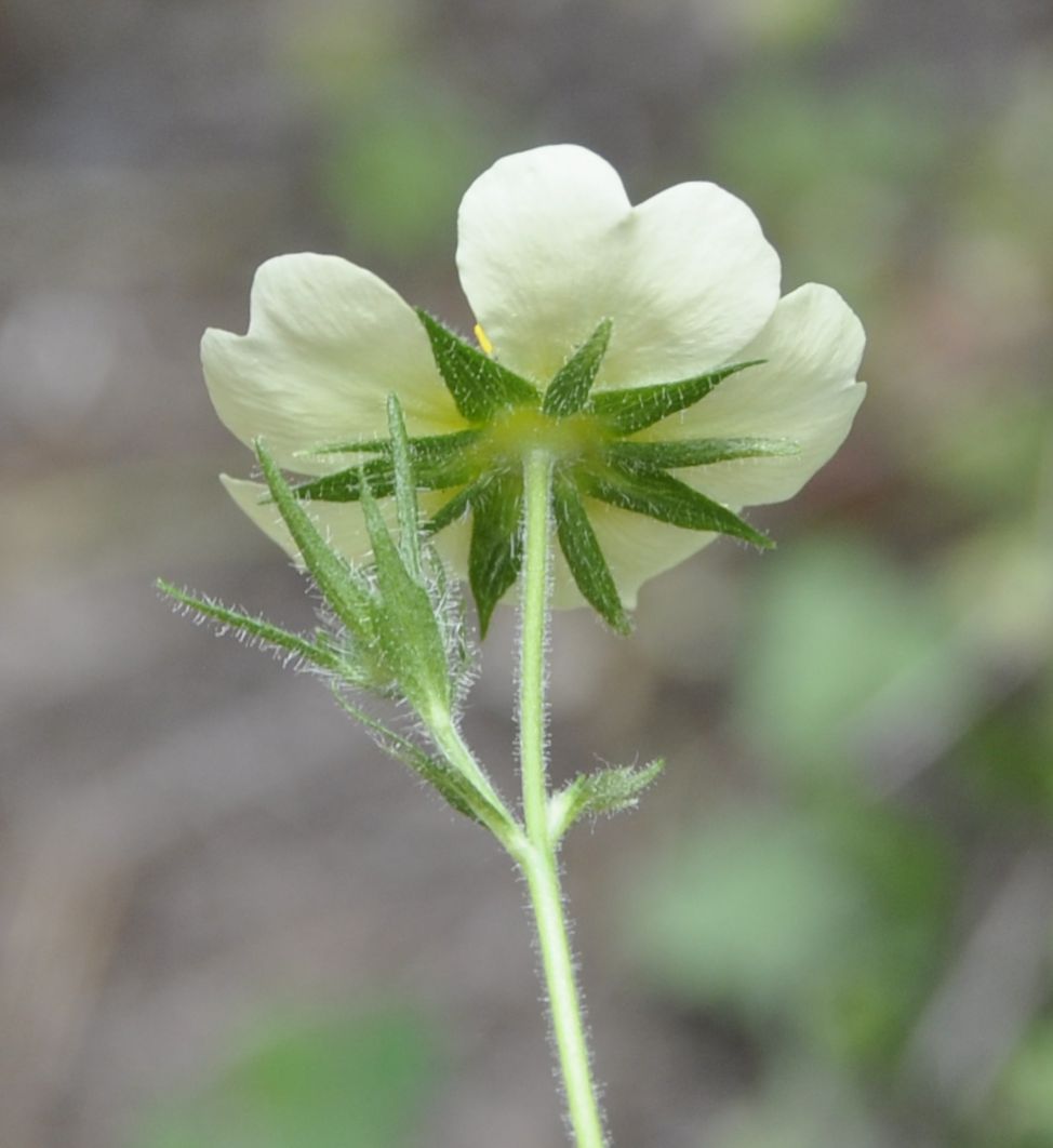 Image of Potentilla recta specimen.