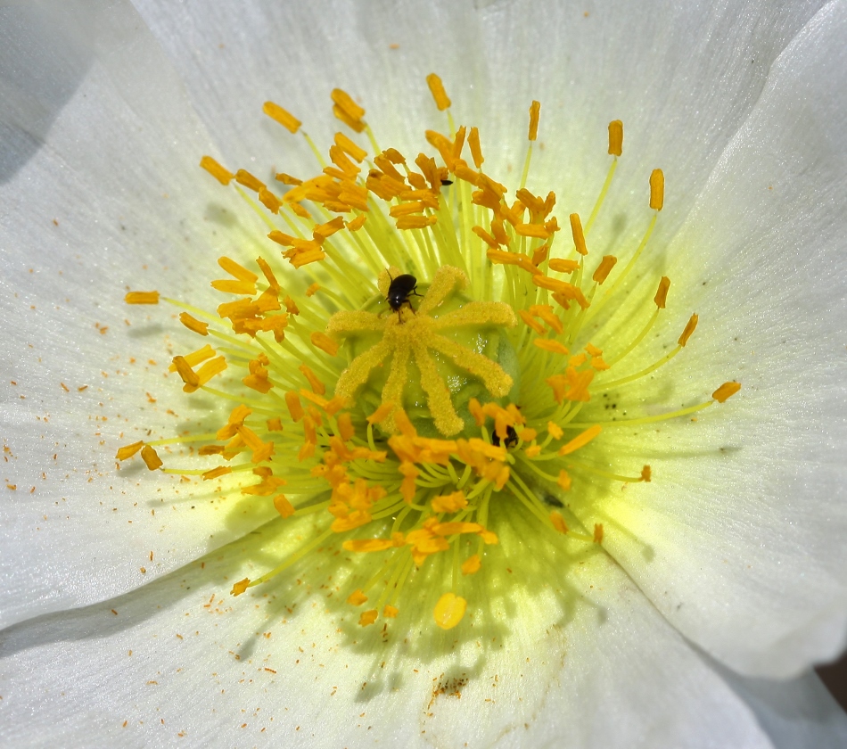 Изображение особи Papaver sokolovskajae.