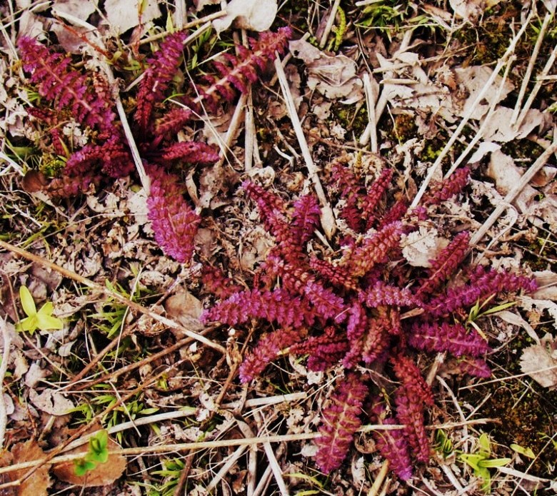 Изображение особи Pedicularis sceptrum-carolinum.