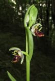 Ophrys oestrifera. Соцветие. Краснодарский край, м/о город-курорт Сочи, окр. с. Хлебороб, лиственный лес. 12 июня 2017 г.