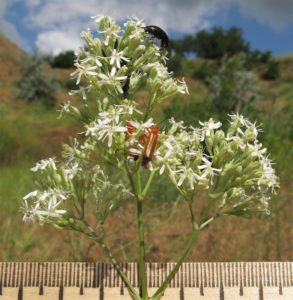 Image of Silene wolgensis specimen.