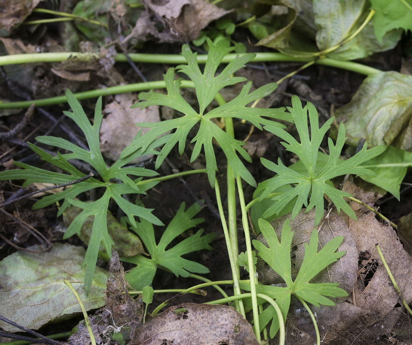 Изображение особи Ranunculus acris.