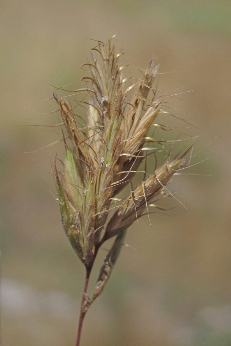 Image of Bromus scoparius specimen.