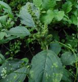 Amaranthus retroflexus