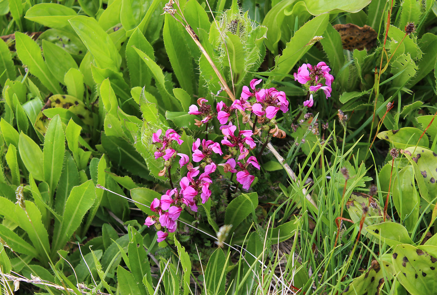 Изображение особи Pedicularis nordmanniana.