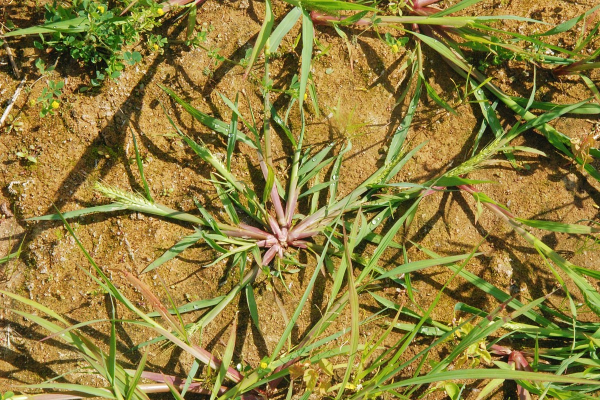 Изображение особи Echinochloa crus-galli.