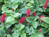 Acalypha herzogiana