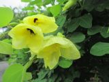 Bauhinia tomentosa