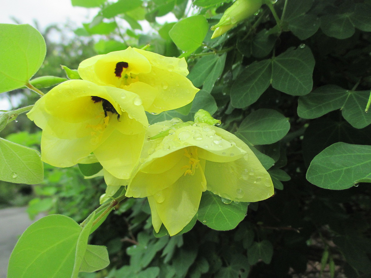 Image of Bauhinia tomentosa specimen.