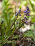 Polygala comosa. Верхушки побегов с соцветиями. Ленинградская обл., Кировский р-н, окр. дер. Васильково; долина р. Лава, частично задернованная известняковая осыпь. 04.06.2017.