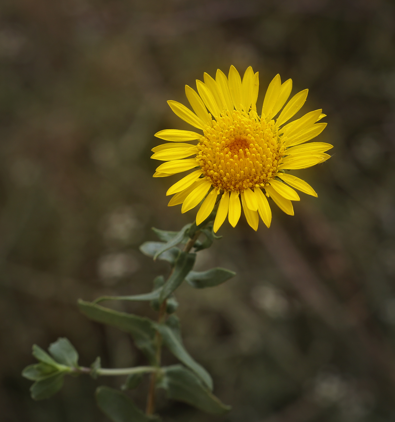Image of Grindelia squarrosa specimen.