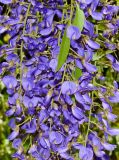 Bolusanthus speciosus