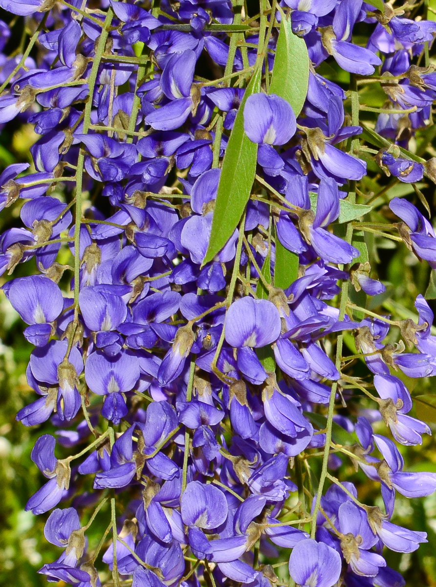 Изображение особи Bolusanthus speciosus.