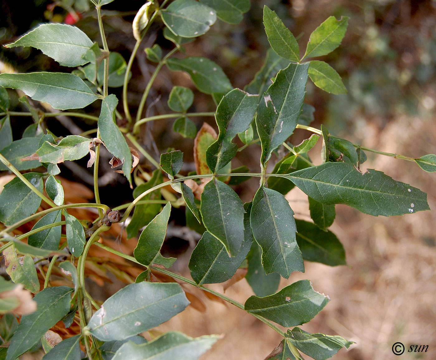 Image of genus Fraxinus specimen.