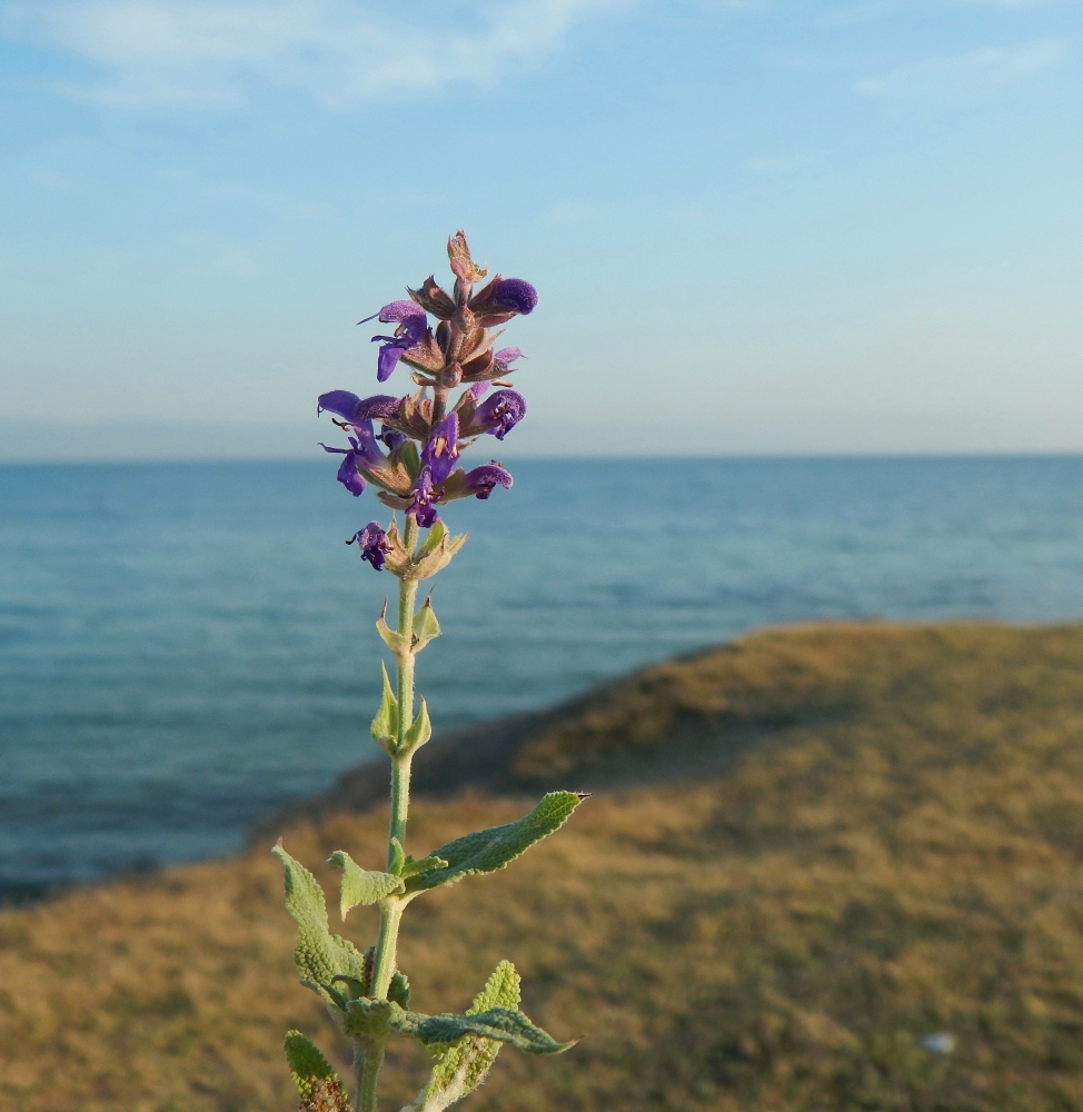 Image of Salvia tesquicola specimen.