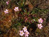 Claytonia acutifolia. Цветущее растение на сфагнуме. Магаданская обл., окр. г. Магадан, п-ов Старицкого, заболоченная тундра. 10.07.2012.