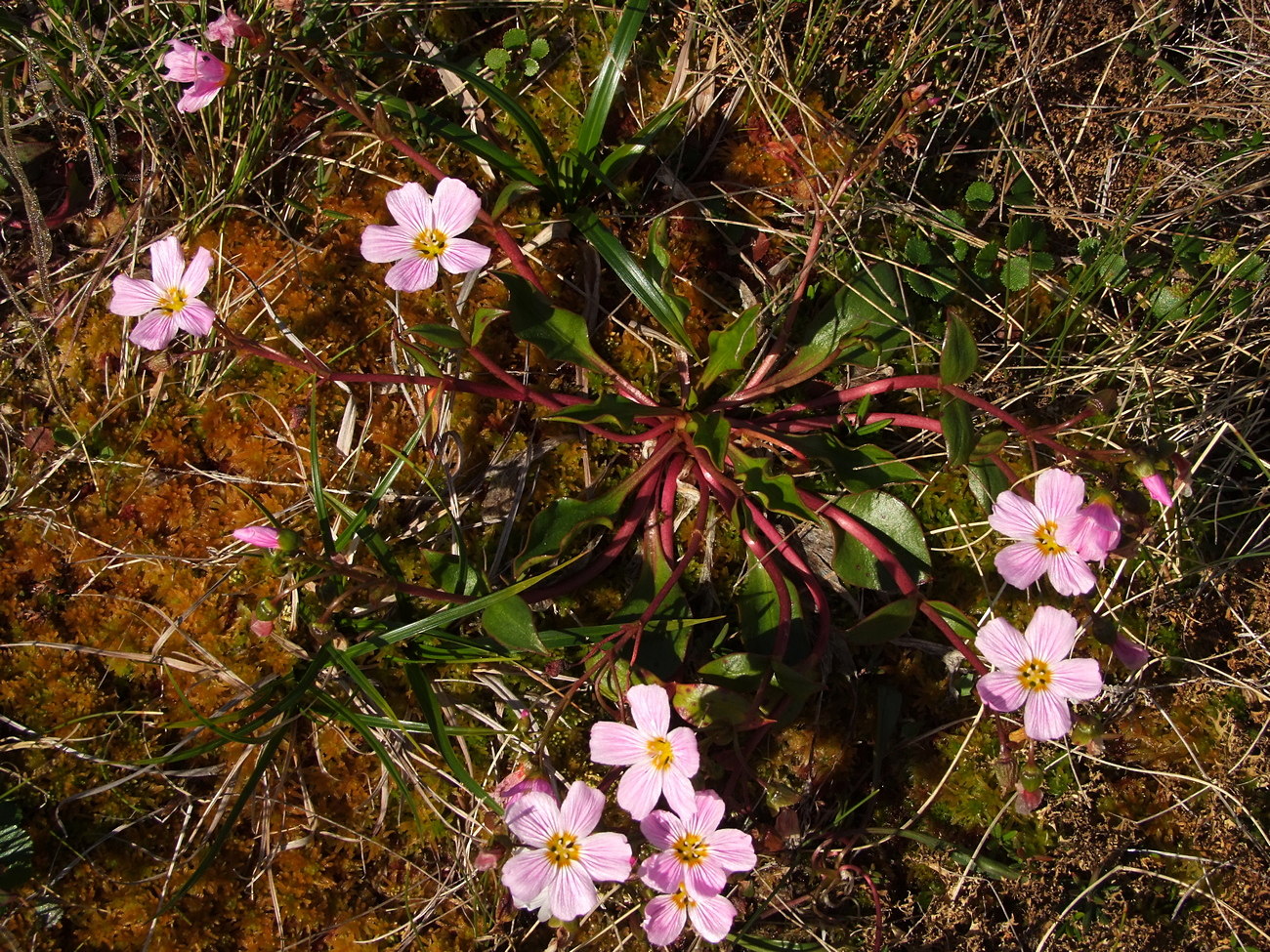 Image of Claytonia acutifolia specimen.