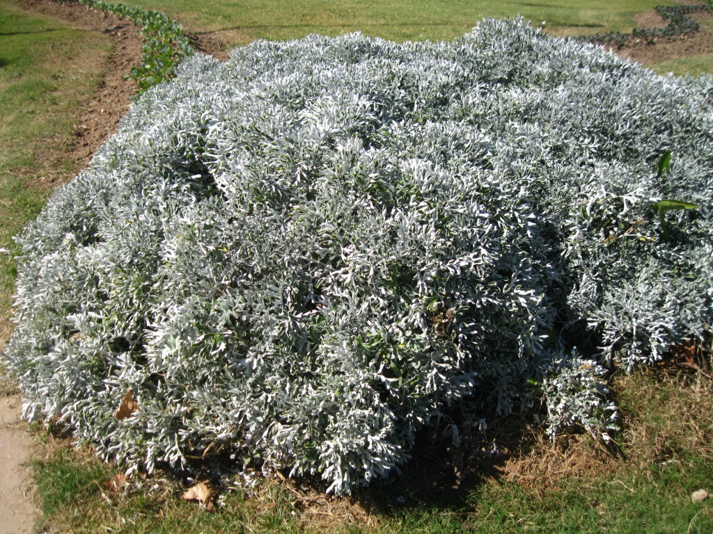 Image of Senecio cineraria specimen.