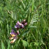 Vicia sepium. Побег с соцветиями и кормящимися(?) муравьями. Свердловская обл., окр. г. Североуральск, разнотравная поляна в р-не скал Грюнвальда. 12.07.2017.