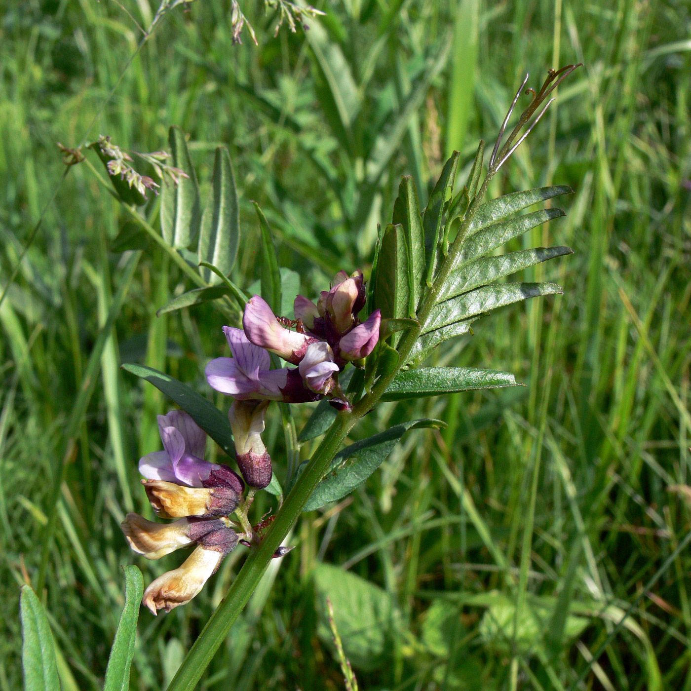 Image of Vicia sepium specimen.