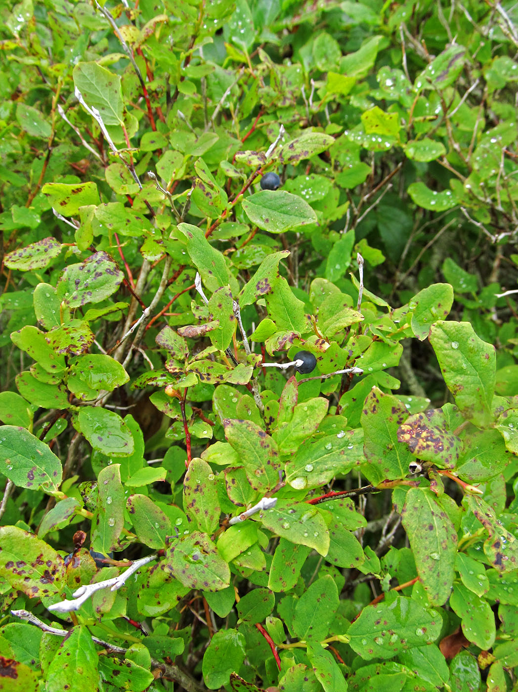 Image of Vaccinium ovalifolium specimen.