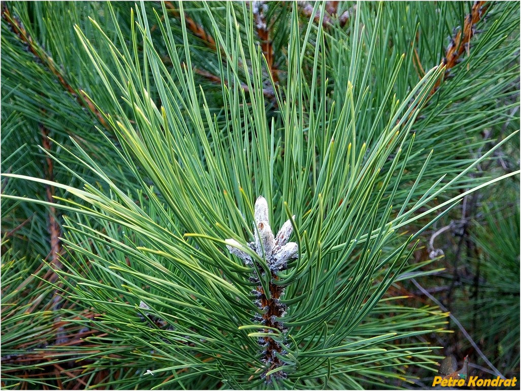 Изображение особи Pinus pallasiana.