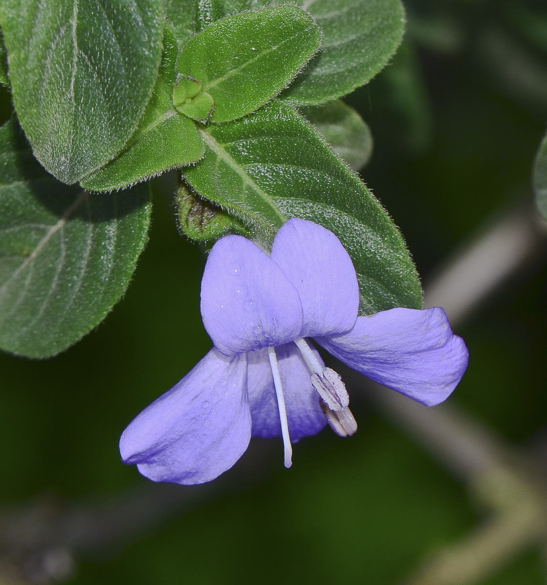 Изображение особи Barleria obtusa.