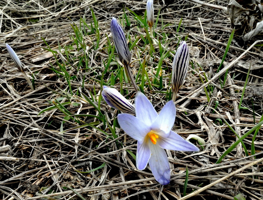 Изображение особи Crocus reticulatus.