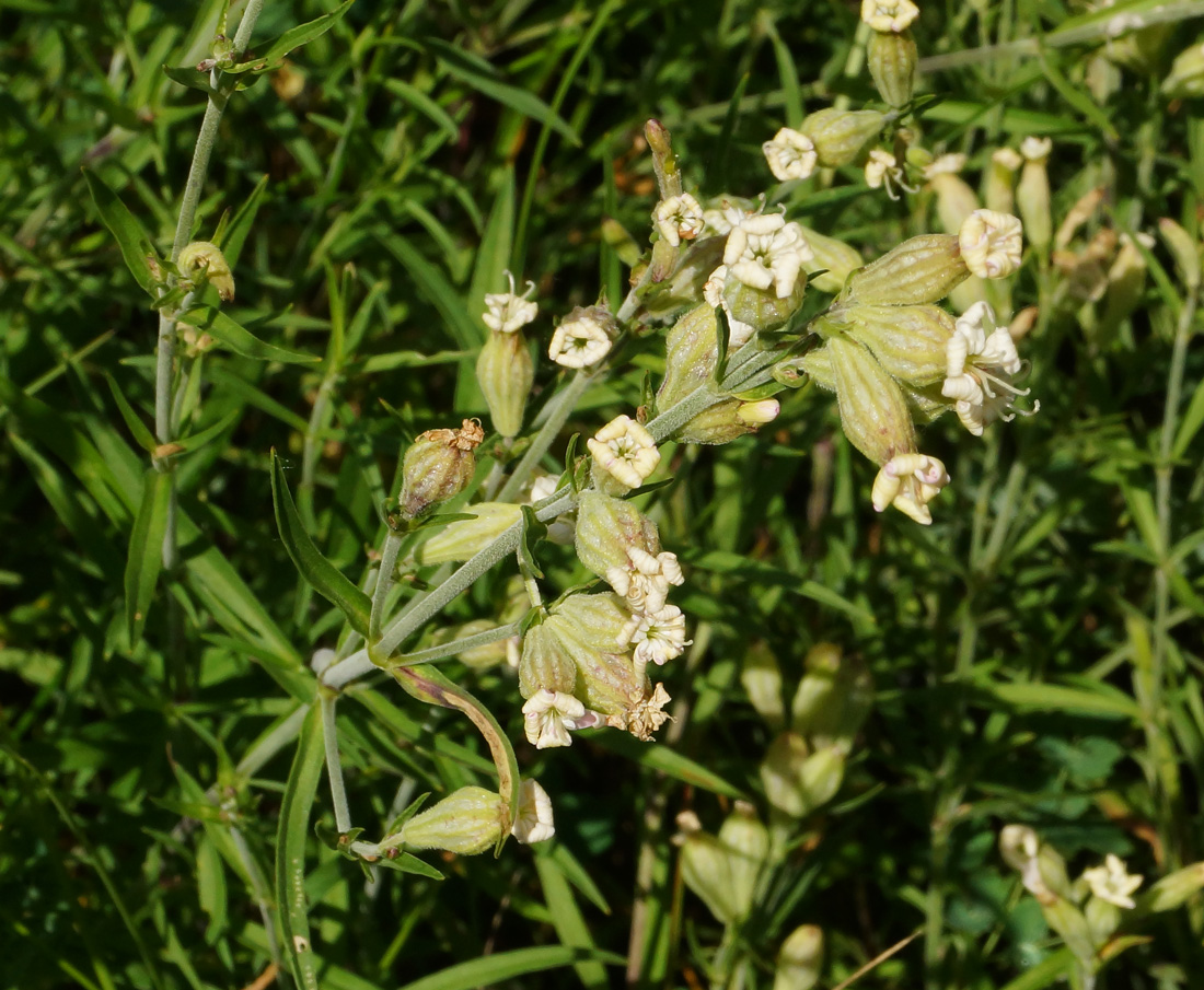 Image of Silene amoena specimen.