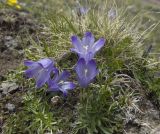 Campanula biebersteiniana. Цветущие растения. Кабардино-Балкария, южный склон Эльбруса, альпийский луг на высоте 3250 м, рядом со старой дорогой, которая идет на станцию \"Мир\". 10.07.2009.