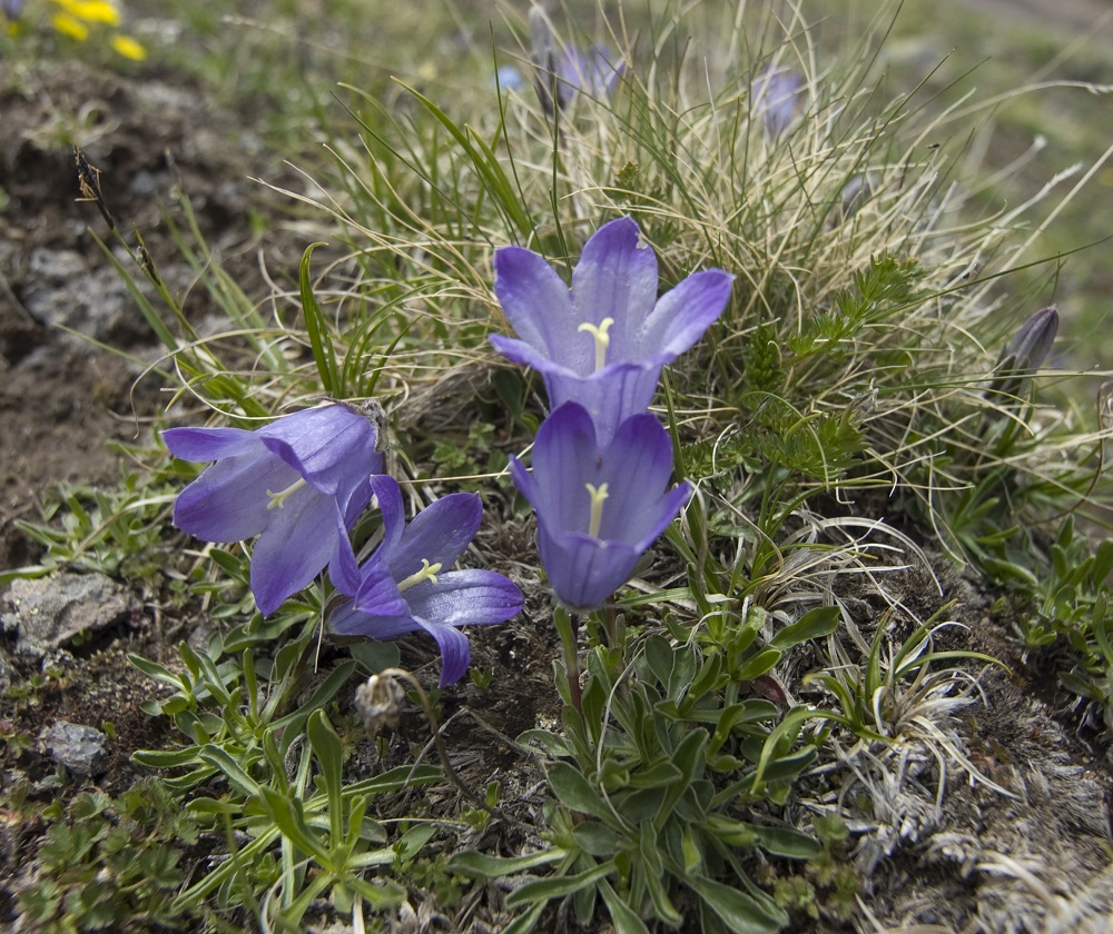 Изображение особи Campanula biebersteiniana.