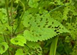 Stachys sylvatica. Лист, поеденный насекомыми. Средний Урал, Пермский край, Добрянский р-н, 3 км от ст. Ярино к востоку, опушка смешанного леса. 12 августа 2017 г.