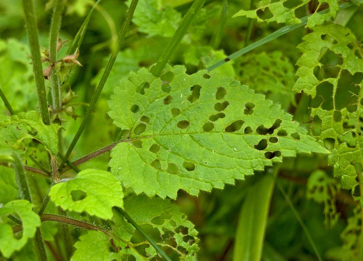 Изображение особи Stachys sylvatica.