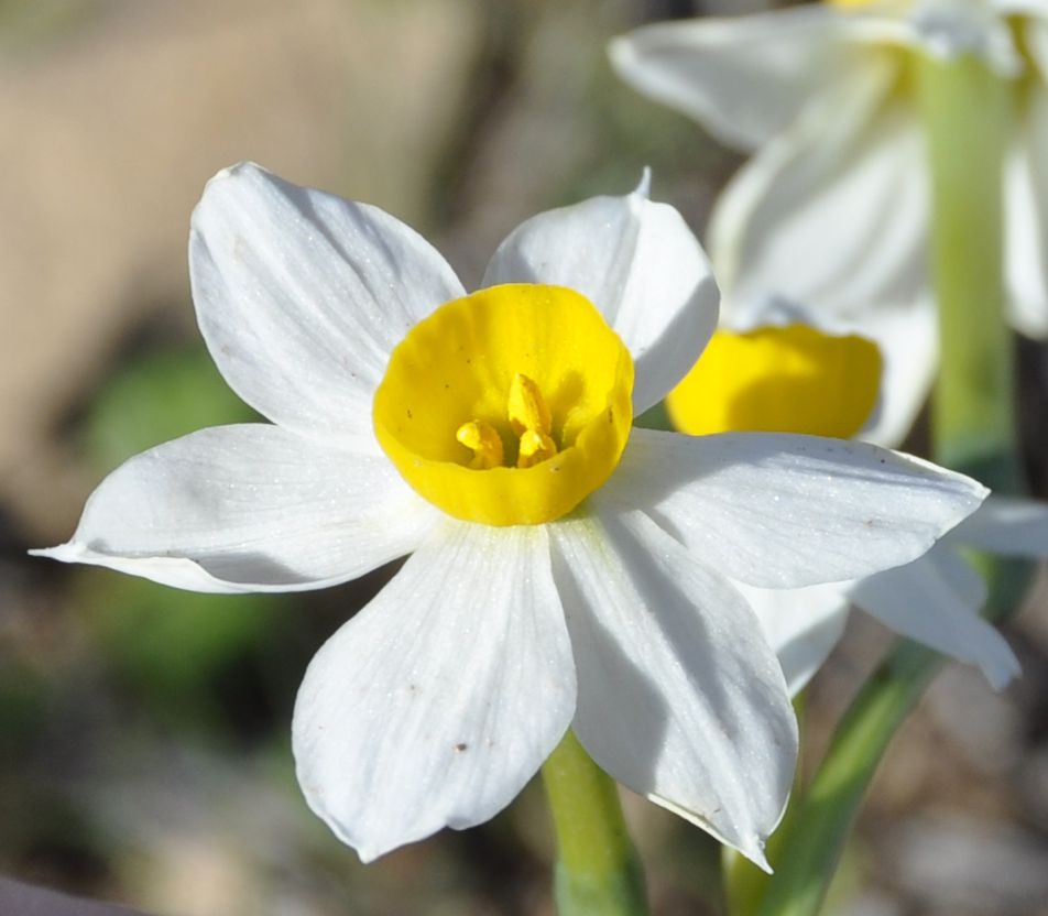 Image of Narcissus tazetta specimen.