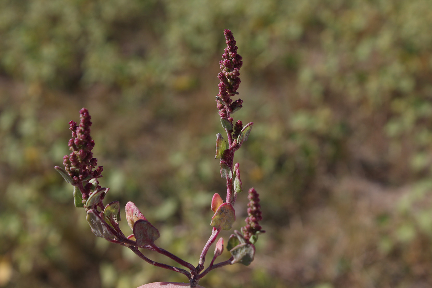 Изображение особи семейство Chenopodiaceae.