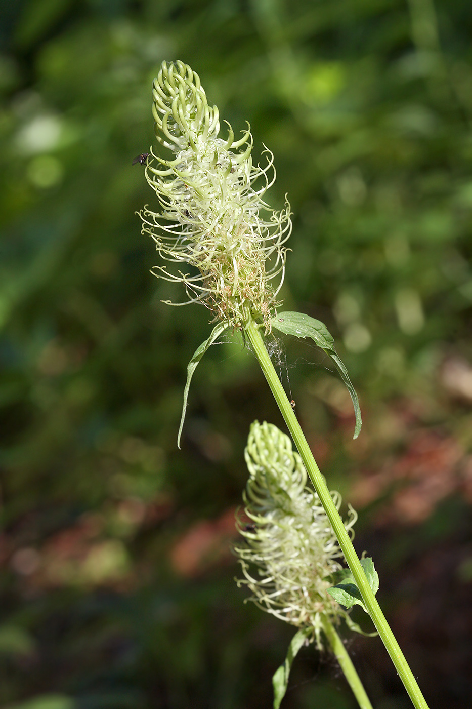 Изображение особи Phyteuma spicatum.