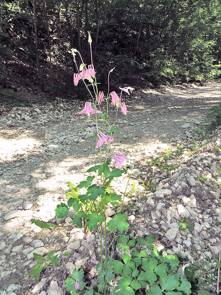 Изображение особи Aquilegia vulgaris.