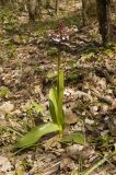 Orchis purpurea